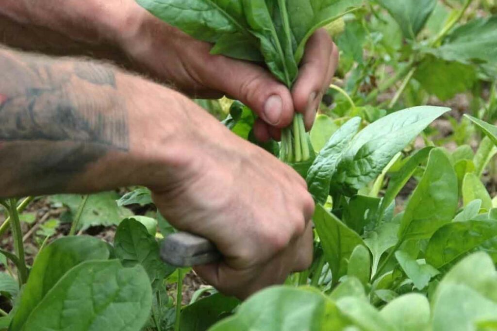 hirsch-in-flammen-das-futter-2